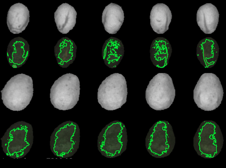 Clasificación Inteligente de Aguacates