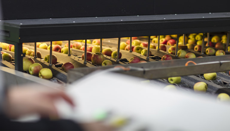 Software en equipos de clasificación de vegetales