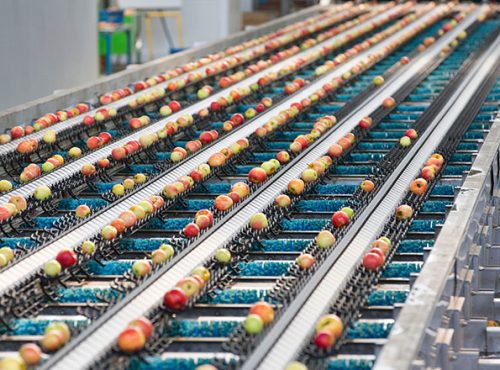 Fruit Sorting Machine