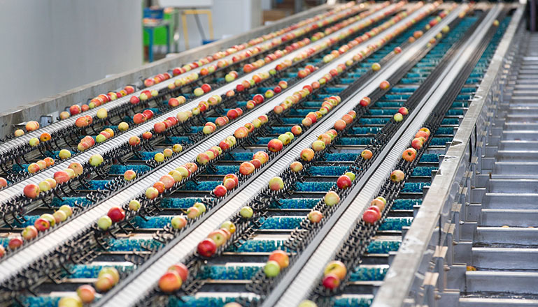 Fruit Sorting Machine