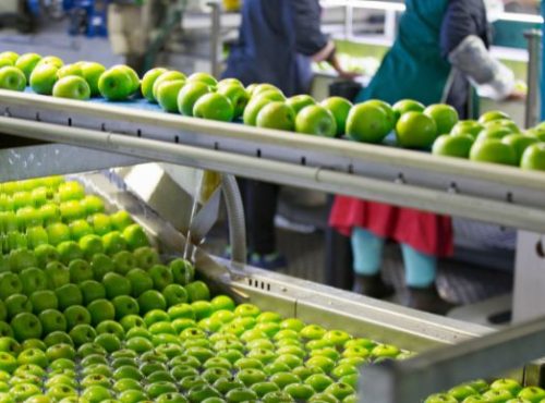 Calibradores de fruta y normativas de exportación: lo que tu planta debe cumplir en 2026
